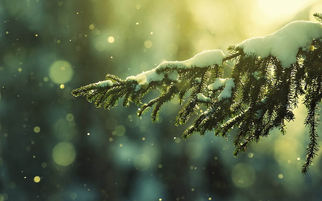 Tree branch snow sunlight blurry #2 free wallpaper - medium preview image