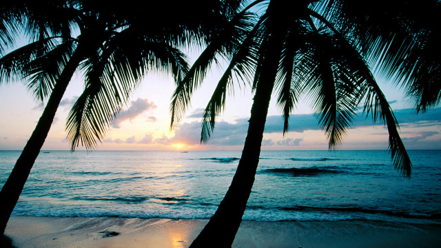 Palm trees beach ocean sunset #3 free wallpaper - medium preview image