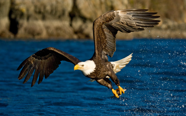 Bald eagle flying over water free wallpaper - medium preview image
