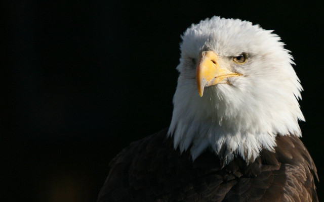 Bald eagle white head yellow #2 free wallpaper - medium preview image