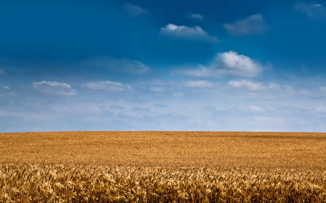 Wheat field blue sky clouds #11 free wallpaper - medium preview image