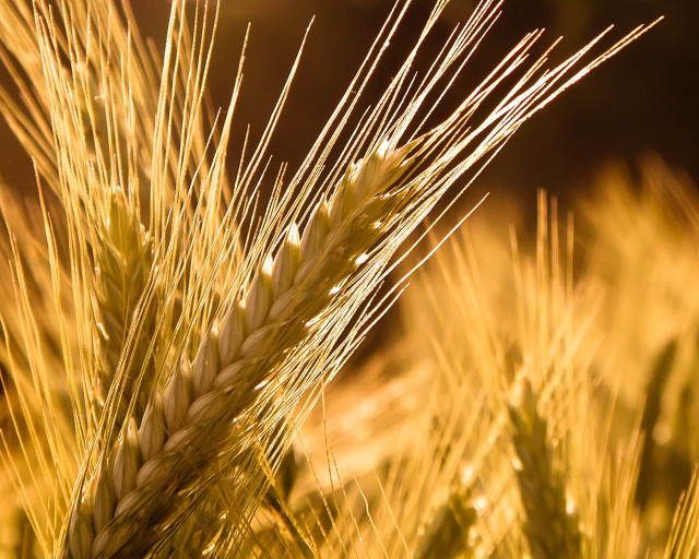 Wheat closeup blurry background sunset #2 free wallpaper - medium preview image