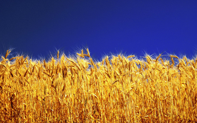Ripe wheat blue sky clouds free wallpaper - medium preview image