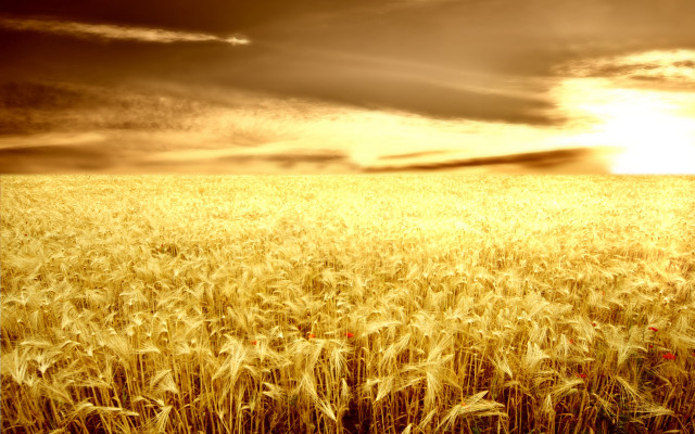 Wheat field cloudy sky sunshine free wallpaper - medium preview image