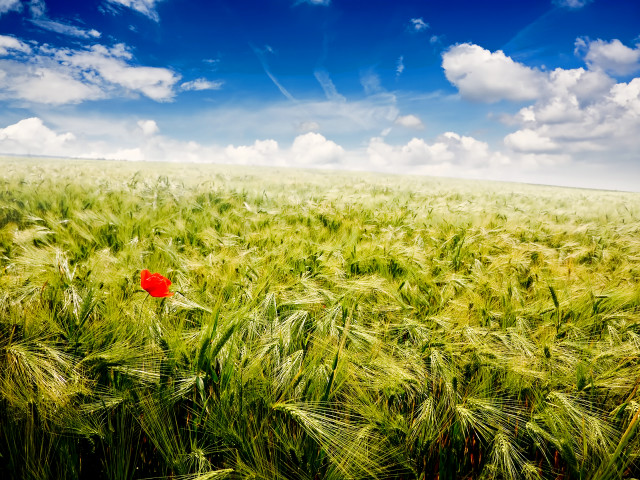 Red flower green wheat blue free wallpaper - medium preview image