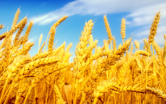 Ripe wheat field blue sky free wallpaper - medium preview image