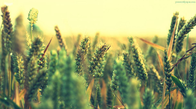 Green grass blurry sky background free wallpaper - medium preview image