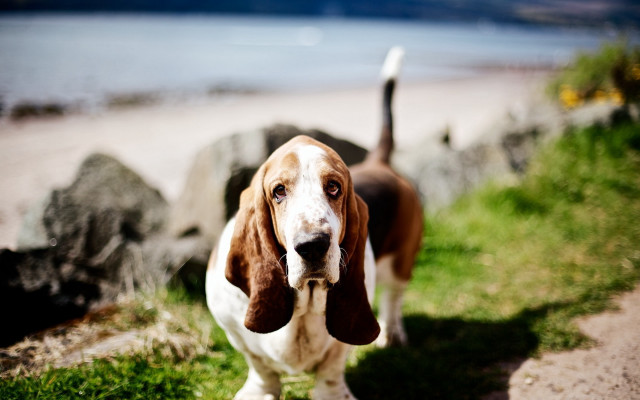 Dog grass field lake rocks free wallpaper - medium preview image