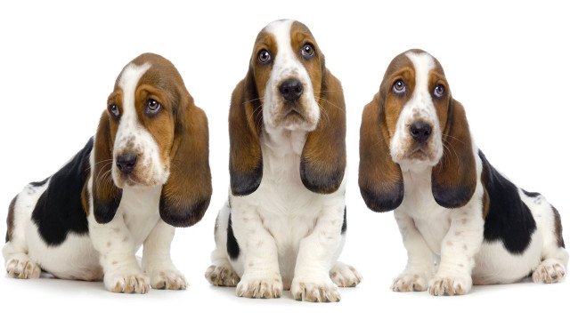 Three basset hounds white background free wallpaper - medium preview image