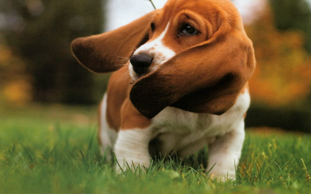 Sad dog grass looking up #2 free wallpaper - medium preview image
