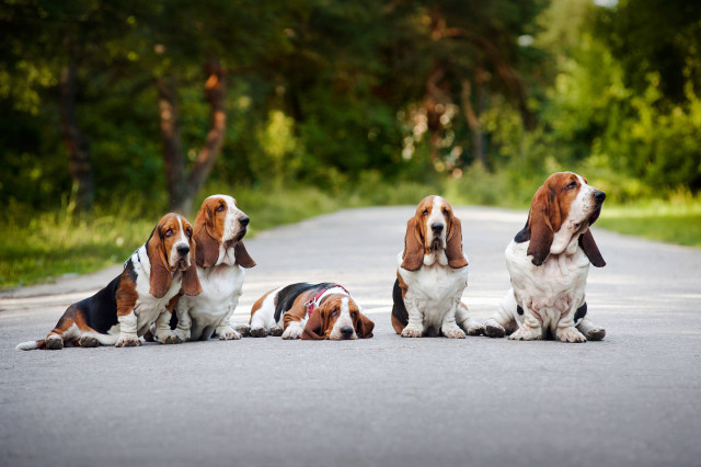 Basset hounds sitting road sunny free wallpaper - medium preview image