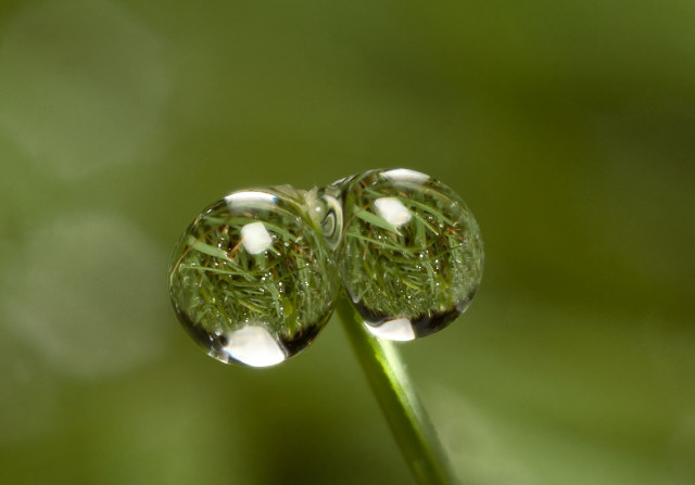 Water drops plant stem macro free wallpaper - medium preview image
