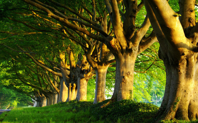 Trees grassy hill sunlight row free wallpaper - medium preview image