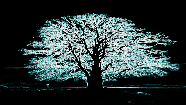 Tree white leaves night high free wallpaper - medium preview image