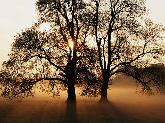 Trees field sun fog nature #2 free wallpaper - medium preview image