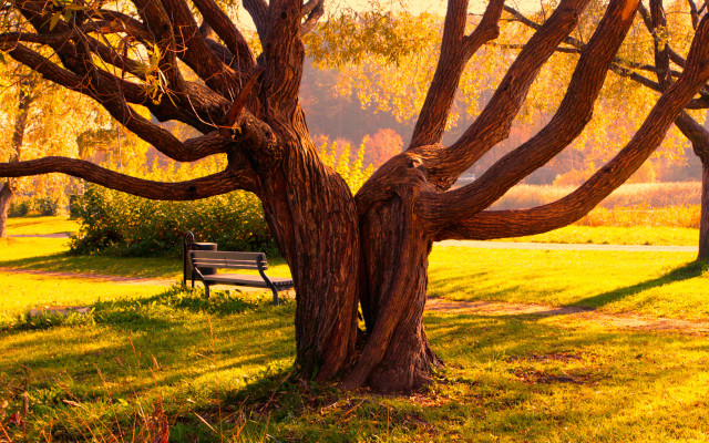 Bench tree park grass trees #2 free wallpaper - medium preview image