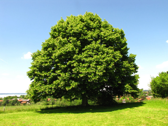 Large tree grassy field blue free wallpaper - medium preview image