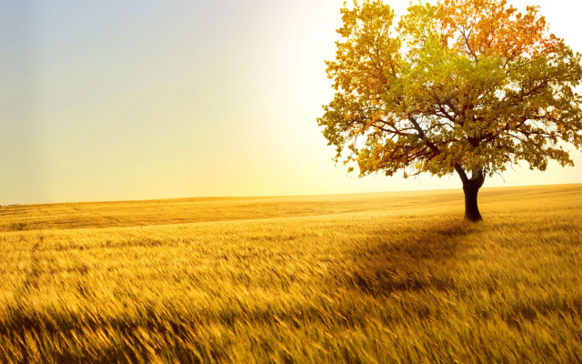 Lone tree golden field autumn free wallpaper - medium preview image