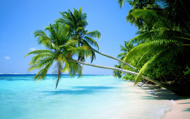 Beach palm tree water blue free wallpaper for desktop - medium preview image