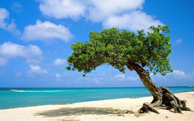 Tree beach blue sky water #2 free wallpaper - medium preview image