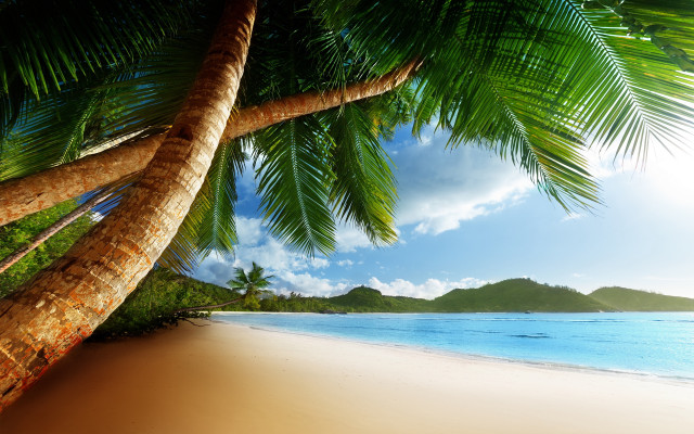 Palm tree beach blue sky #21 free wallpaper - medium preview image