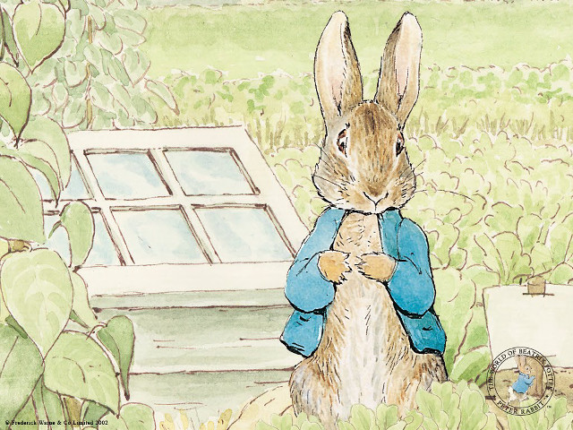 Rabbit grass window blue jacket free wallpaper - medium preview image