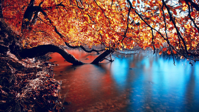 Tree blue water background leaves free wallpaper - medium preview image