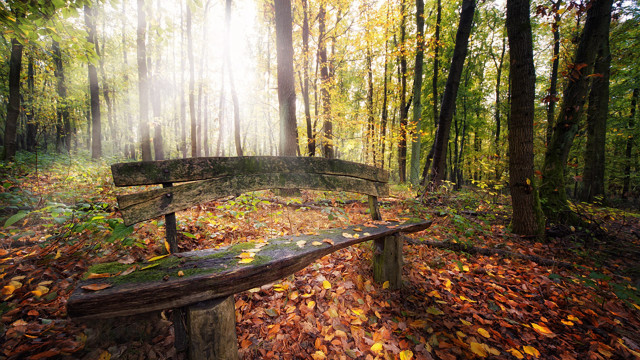 Bench forest leaves trees sunbeams free wallpaper - medium preview image