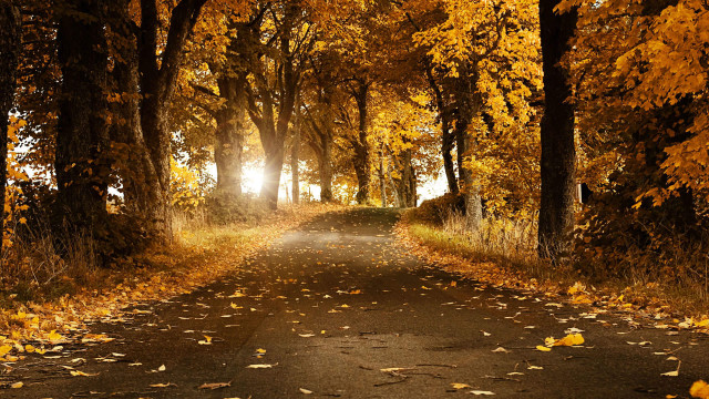 Road trees leaves bench sunshine free wallpaper - medium preview image