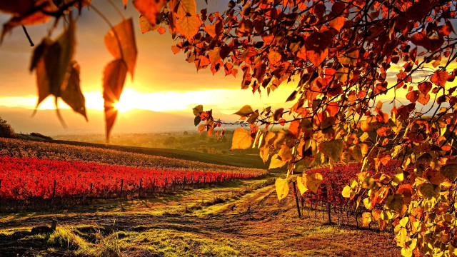 Field trees sunset clouds sky #3 free wallpaper - medium preview image