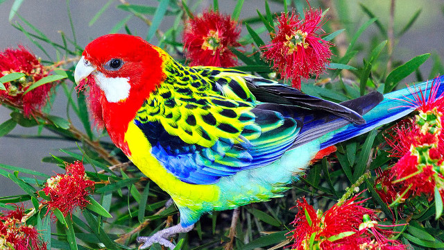 Colorful bird branch red flowers free wallpaper - medium preview image