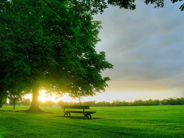 Park bench tree grass sunset #2 free wallpaper - medium preview image