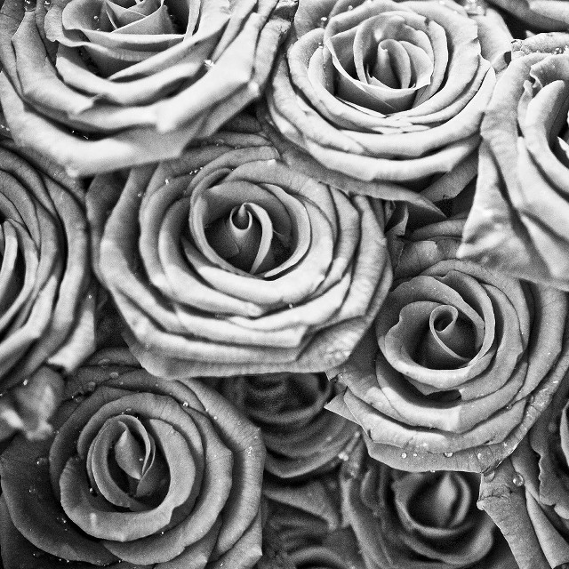 Black white roses water droplets free wallpaper - medium preview image