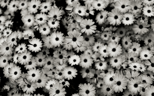 White flower bouquet black white free wallpaper - medium preview image