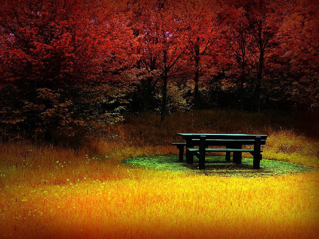 Bench trees red sky autumn free wallpaper - medium preview image