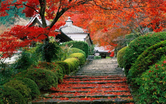 Steps tree red leaves park free wallpaper - medium preview image