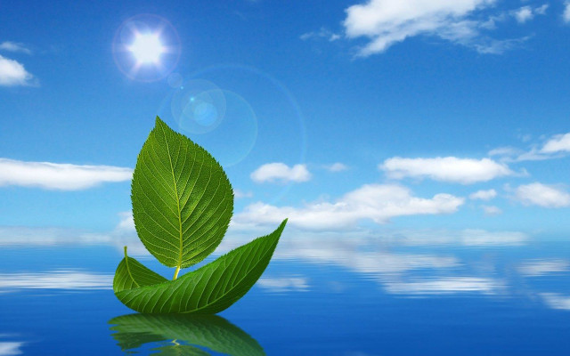 Green leaf water blue sky free wallpaper - medium preview image