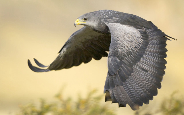 Bird flying air wings spread #12 free wallpaper - medium preview image
