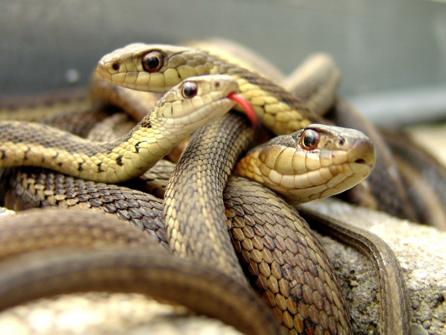 Snakes rock caged area red #2 free wallpaper - medium preview image