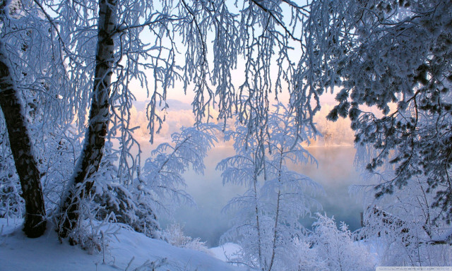 Snowy forest trees covered clouds free wallpaper - medium preview image