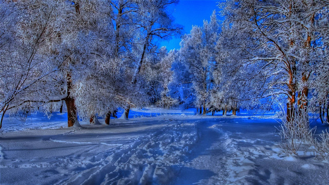 Snowy forest path blue sky #3 free wallpaper - medium preview image