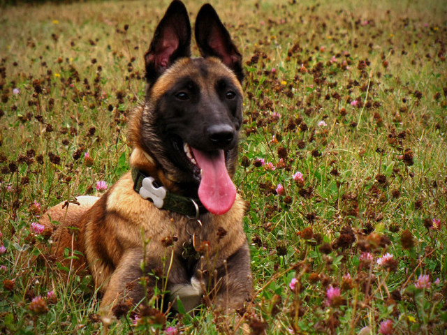 Dog laying field flowers tongue free wallpaper - medium preview image