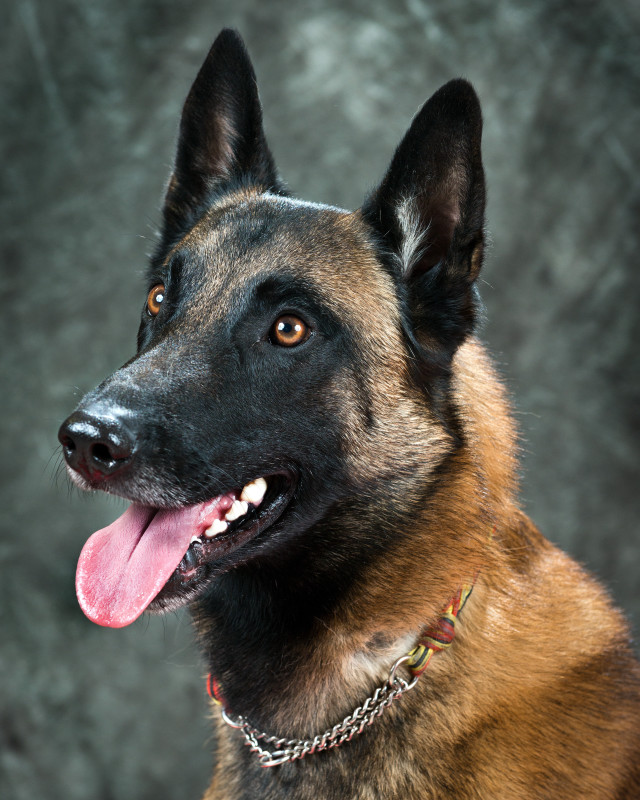 Dog smiling collar chain camera free wallpaper - medium preview image