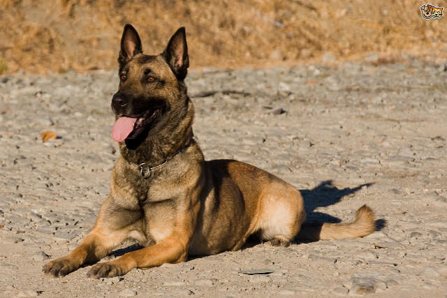 Dog laying tongue out relaxed free wallpaper - medium preview image