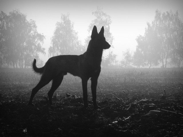 Dog foggy field trees night free wallpaper - medium preview image