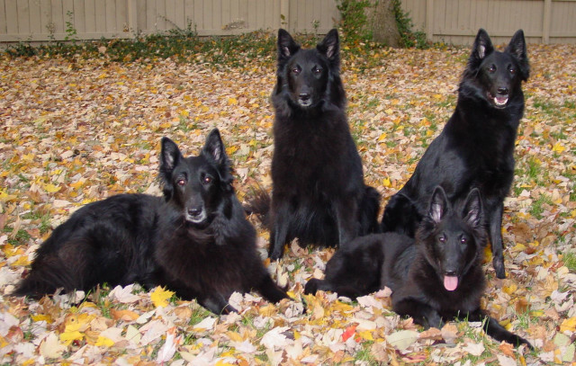 Black dogs leaves fence tree free wallpaper - medium preview image