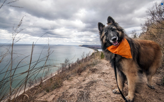 Dog bandana leash path water free wallpaper - medium preview image