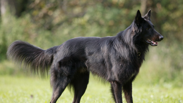 Black dog grass field trees free wallpaper - medium preview image