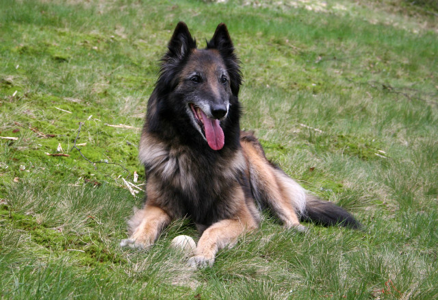 Dog laying grass tongue out #4 free wallpaper - medium preview image