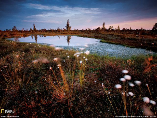 Pond grass trees dusk person free wallpaper - medium preview image
